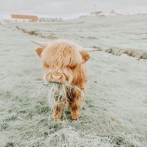 Meet your Posher, Ellen